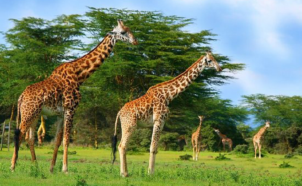 9D / 8N Kenya Tour Package