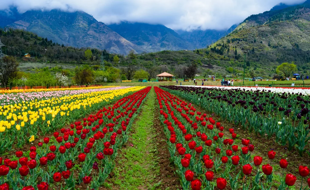 7D/6N Kashmir Tour Package